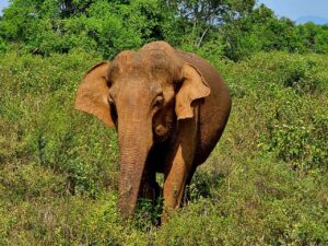 Sri Lanka